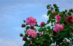 芙蓉花花期可以施肥吗 有哪些注意事项