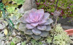 景天科莲花掌怎么养 哪些是常用方法