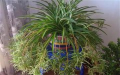 吊兰怎么养才能更旺盛 养好吊兰的方法