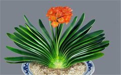 <b>君子兰的养殖方法 如何浇水</b>