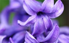 风信子怎么养 一年开几次花