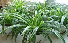 无土栽培植物有哪些 方式有哪些