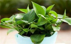 绿植盆栽需要换盆吗 如何快速换盆不伤根