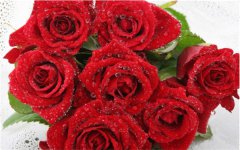 春天的花有玫瑰花吗 怎么养