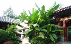 芭蕉树怎么浇水 注意事项有哪些