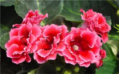 大岩桐花叶片扦插后根怎么办 如何换盆