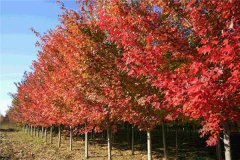 <b>家里种红枫好吗 吉利吗</b>