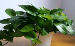 无土绿萝的栽培方法 要用什么肥