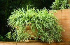 深圳市哪里有卖绿植的 什么绿植好养