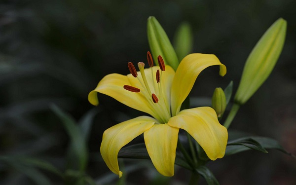 百合花花语是什么