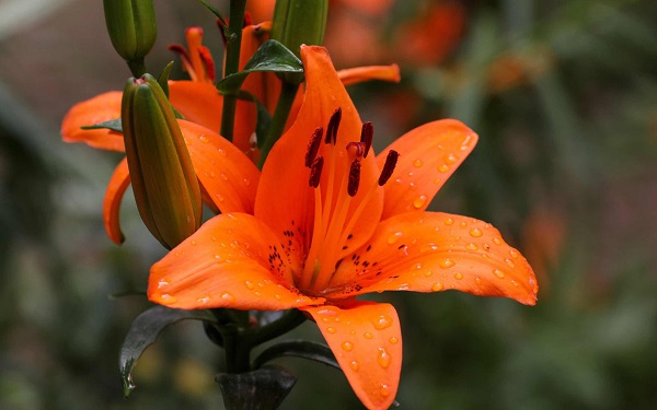 百合花花语是什么