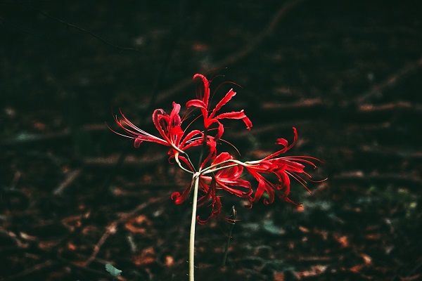 彼岸花在爱情里指什么意思 有哪些花语