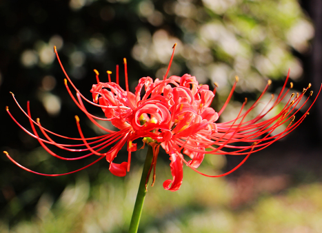 彼岸花在爱情里指什么意思 有哪些花语