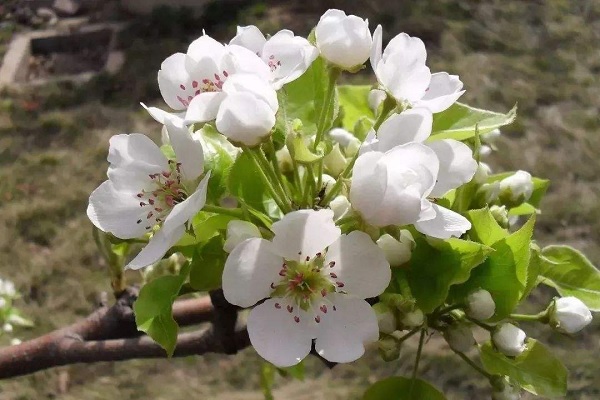 梨花的花语是什么 有哪些寓意