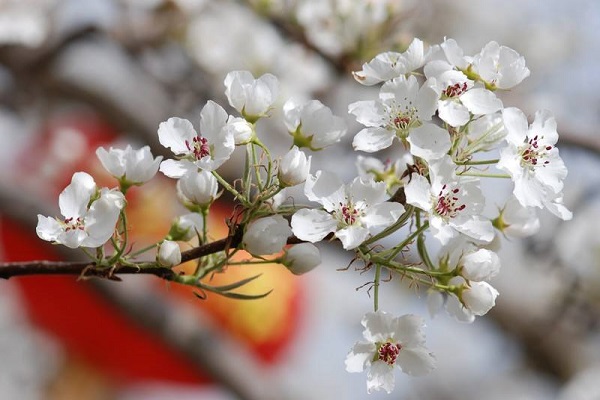 梨花的花语是什么 有哪些寓意