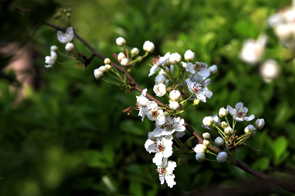 梨花的花语是什么