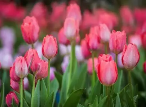 粉色郁金香花语 粉色郁金香有哪些象征