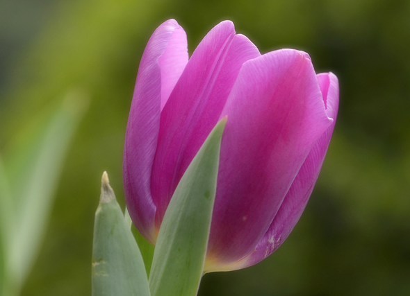 紫花地丁花语是什么 有哪些寓意