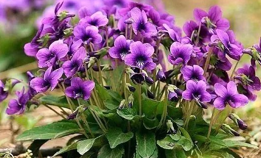 紫花地丁花语是什么 有哪些寓意