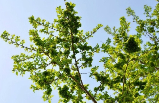 锦带花一年开几次花 养护时有哪些注意事项