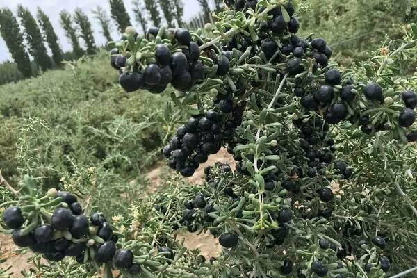 代表重阳节的花是什么花 重阳节送什么花好