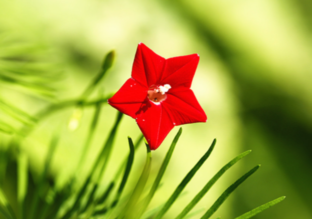 代表重阳节的花是什么花 重阳节送什么花好