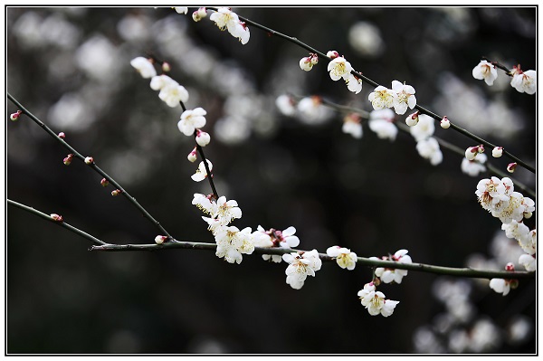 梅花花语是什么