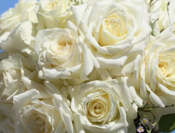 凋谢的白玫瑰的花语是什么 枯萎白玫瑰有哪些寓意