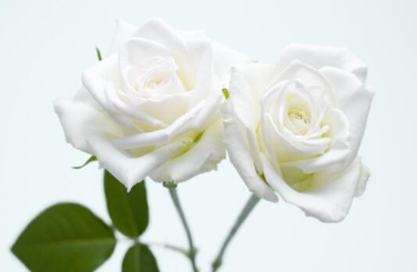 白玫瑰不能随便送人 七夕节怎么选择玫瑰花