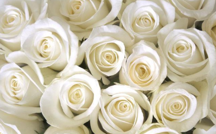 白玫瑰不能随便送人 七夕节怎么选择玫瑰花