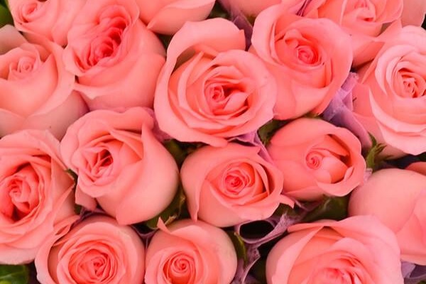 粉玫瑰不能随便送人原因是什么 红玫瑰与粉玫瑰的区别