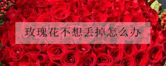 七夕玫瑰花送女朋友多少朵合适 不同颜色有什么寓意