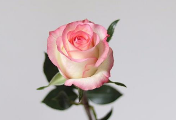 七夕玫瑰花送女朋友多少朵合适 不同颜色有什么寓意