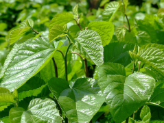 教师节送花合适吗 教师节送什么花寓意好