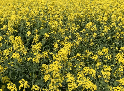 教师节送几朵花好 教师节送花的寓意