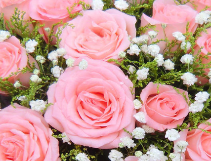 为什么说粉玫瑰不能随便送人 粉玫瑰的寓意是什么