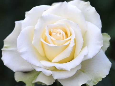 为什么白玫瑰不能随便送人 有什么寓意