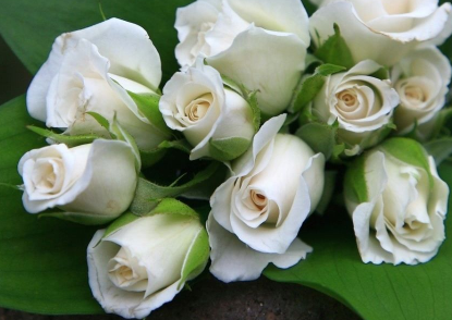 为什么白玫瑰不能随便送人 有什么寓意