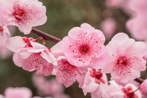 梅花有哪些含义及寓意？梅花代表了什么知识？