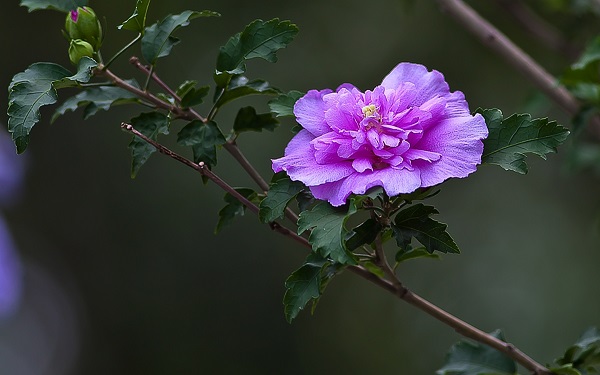 木槿花花语是什么？木槿花的含义及寓意有哪些？