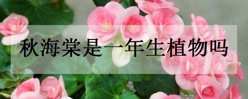 秋秋海棠有什么含义？ 秋海棠的花语寓意是什么