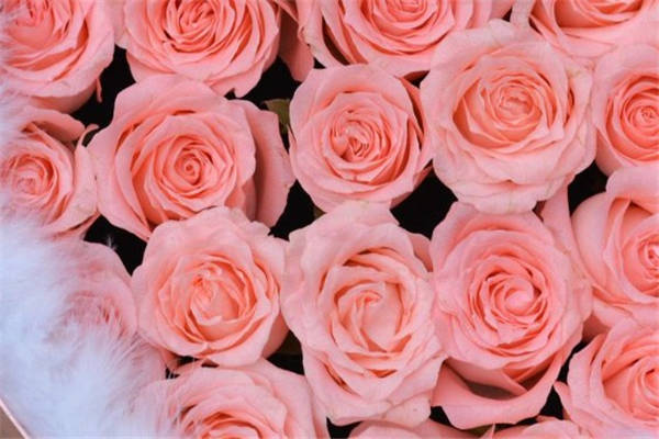 粉玫瑰代表什么含义？粉玫瑰花语和寓意是什么