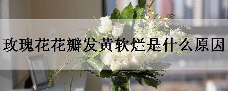 玫瑰花送几朵代表什么？玫瑰花应该送几朵合适