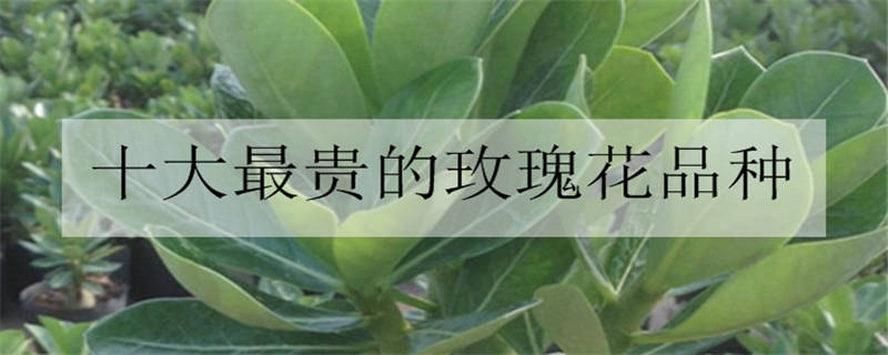 玫瑰花送几朵代表什么？玫瑰花应该送几朵合适