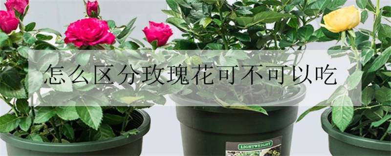 玫瑰花送几朵代表什么？玫瑰花应该送几朵合适