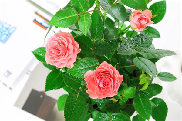 送玫瑰花一般送几朵合适？不同颜色玫瑰花寓意的区别