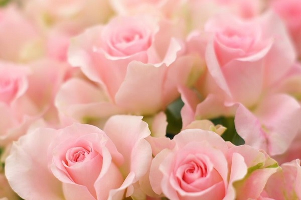 粉玫瑰能随便送人吗？粉玫瑰花语含义是什么？