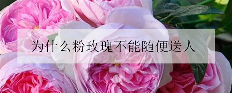 粉玫瑰能随便送人吗？粉玫瑰花语含义是什么？