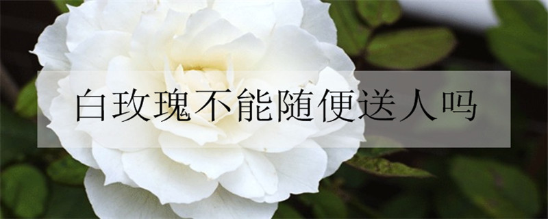 白玫瑰代表什么 白玫瑰的花语和寓意