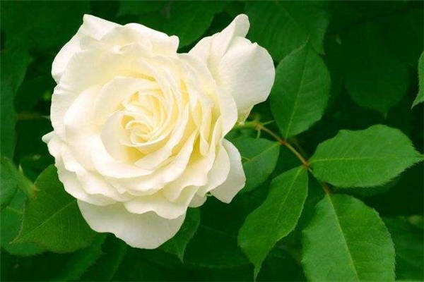 白玫瑰怎么养在水中 白玫瑰有什么寓意